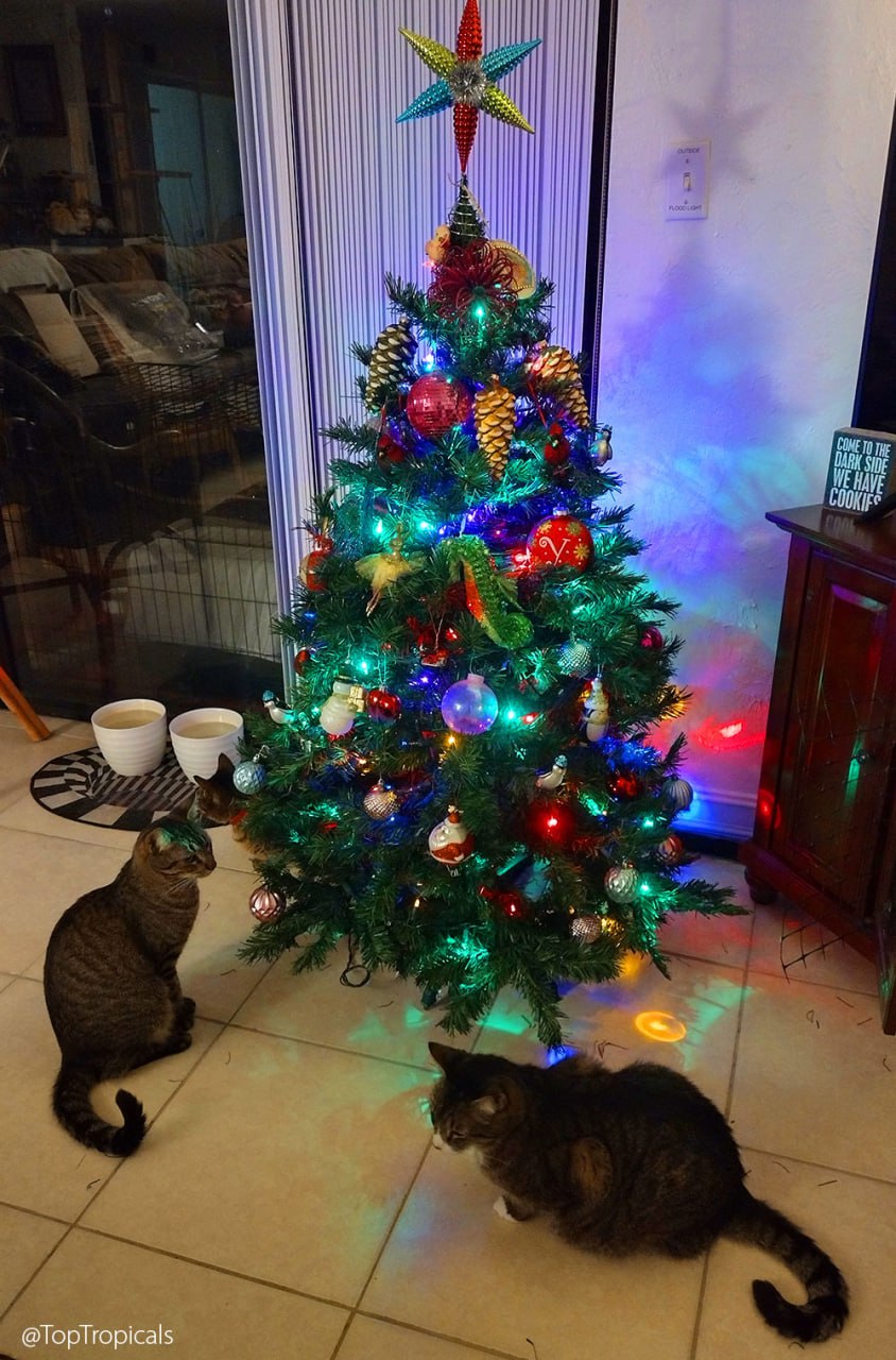 How our PeopleCats are getting ready for Christmas