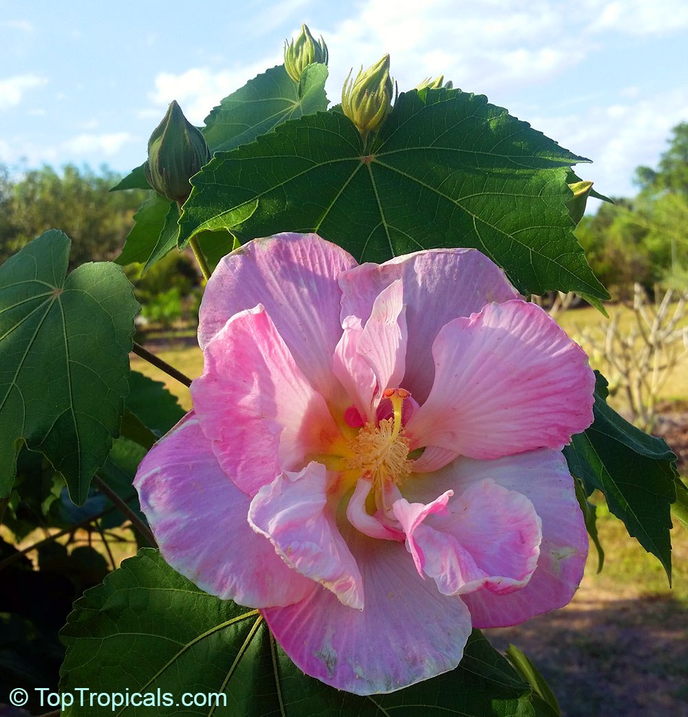 Why this Hibiscus is changing color? 