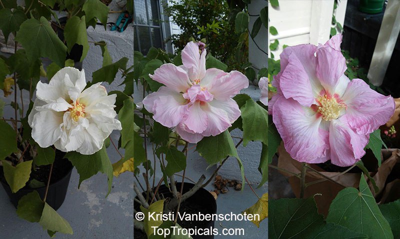 Hibiscus mutabilis Cotton Candy - Mallow Hibiscus