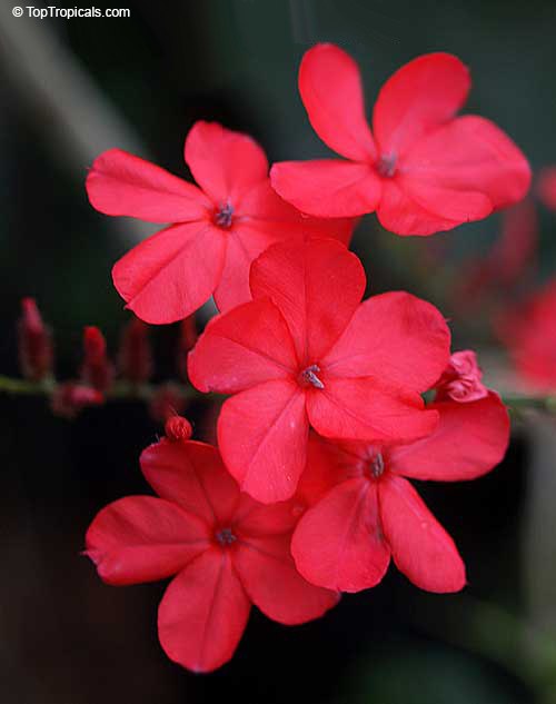 Plumbago indica - Chitraka, Scarlett Leadwort, Red Plumbago