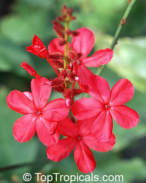 Plumbago indica - Chitraka, Scarlett Leadwort, Red Plumbago