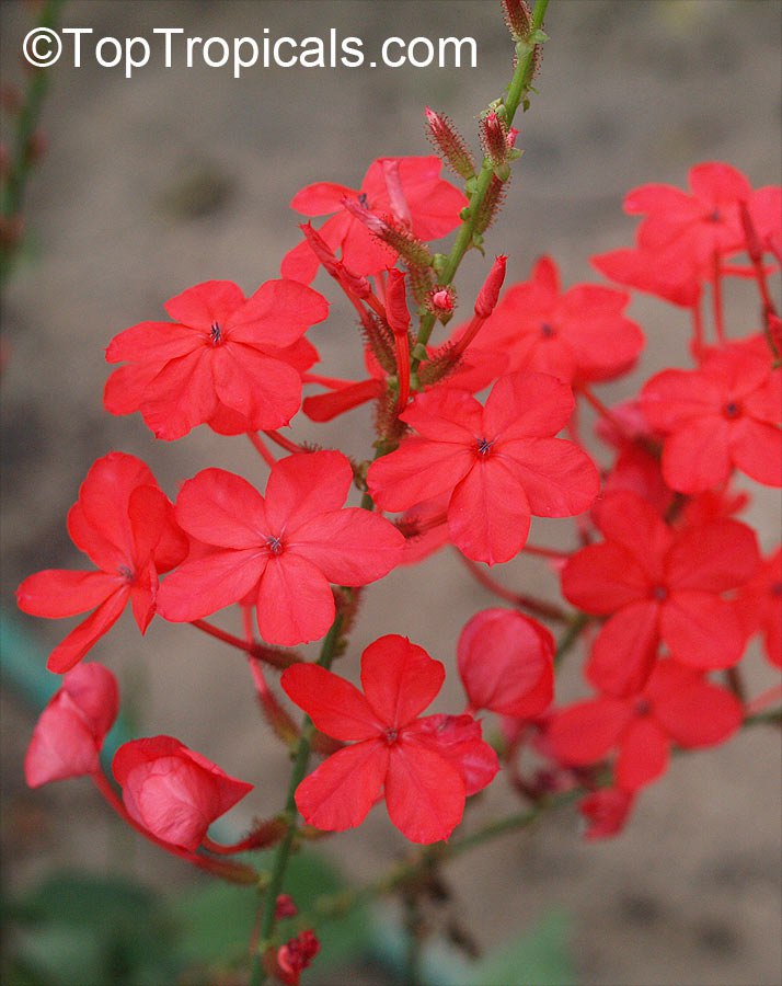 Plumbago indica - Chitraka, Scarlett Leadwort, Red Plumbago