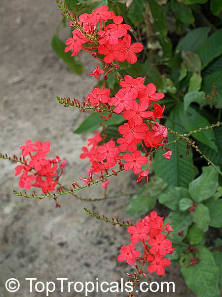 Plumbago indica - Chitraka, Scarlett Leadwort, Red Plumbago