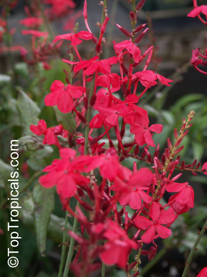 Plumbago indica - Chitraka, Scarlett Leadwort, Red Plumbago