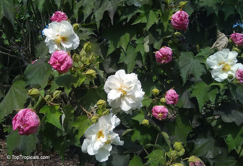 Why this Hibiscus is changing color? 