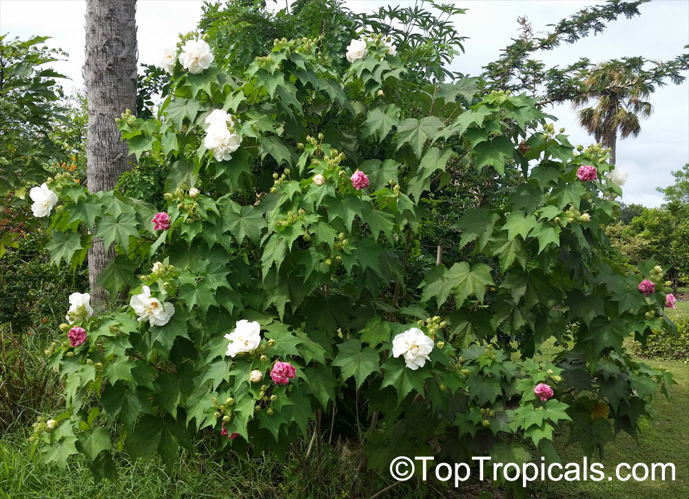 Hibiscus mutabilis Cotton Candy - Mallow Hibiscus