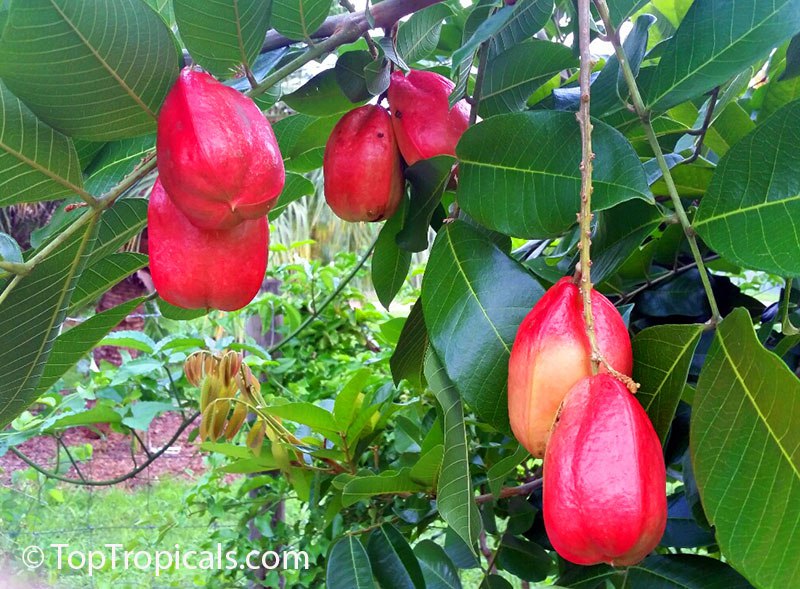 Akee, Ackee - Blighia sapida