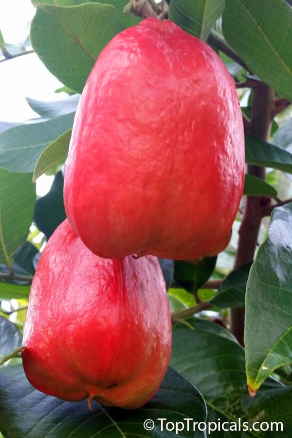 Akee, Ackee - Blighia sapida, fruit