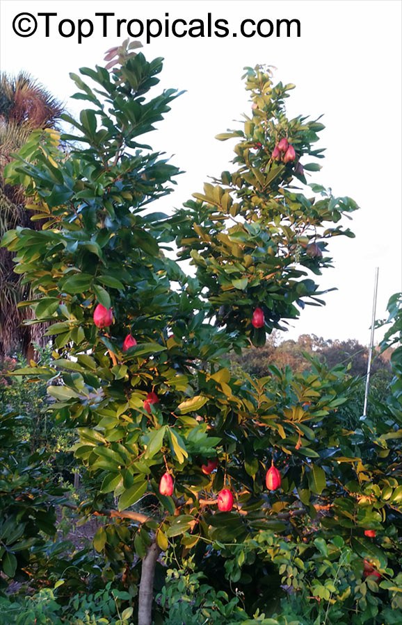 Akee, Ackee - Blighia sapida, tree