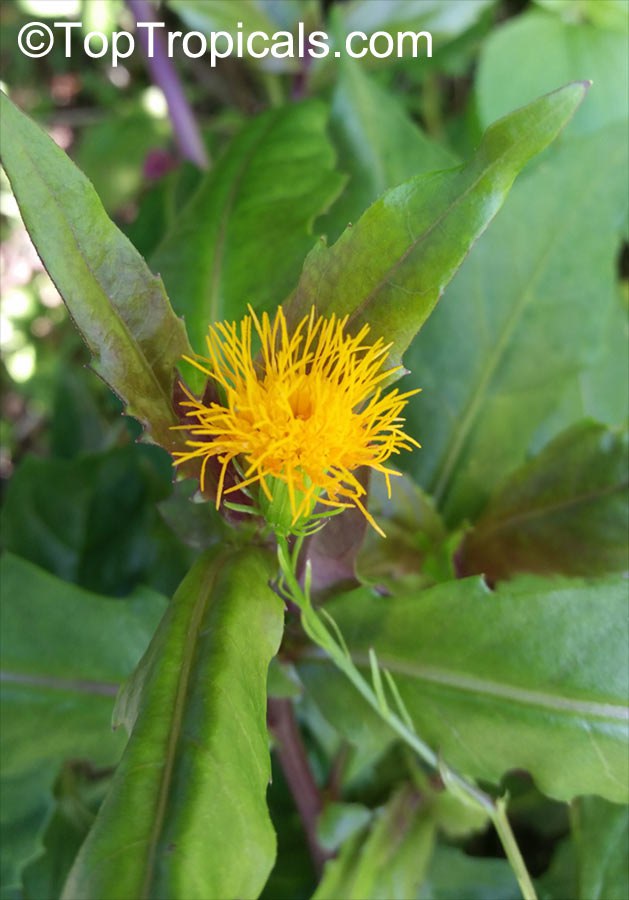 Gynura crepioides - Okinawa Spinach, Purple leaves