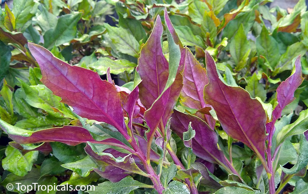 Gynura crepioides - Okinawa Spinach, Purple leaves