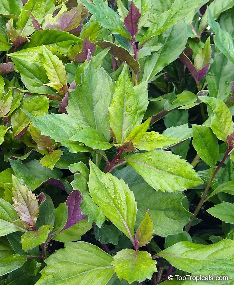 Gynura crepioides - Okinawa Spinach, Purple leaves