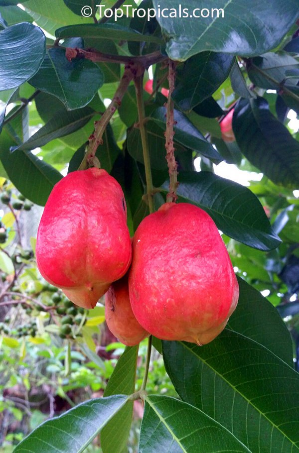 Akee, Ackee - Blighia sapida