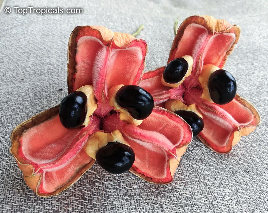 Are these new Christmas ornaments? Are these new Christmas ornaments?