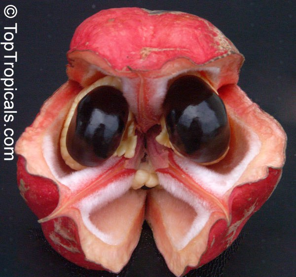 Are these new Christmas ornaments? Are these new Christmas ornaments?