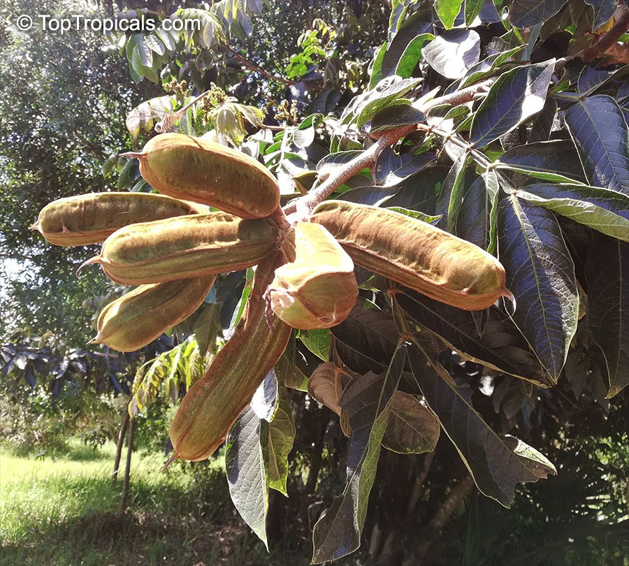 Ice Cream Bean Tree (Inga edulis) 