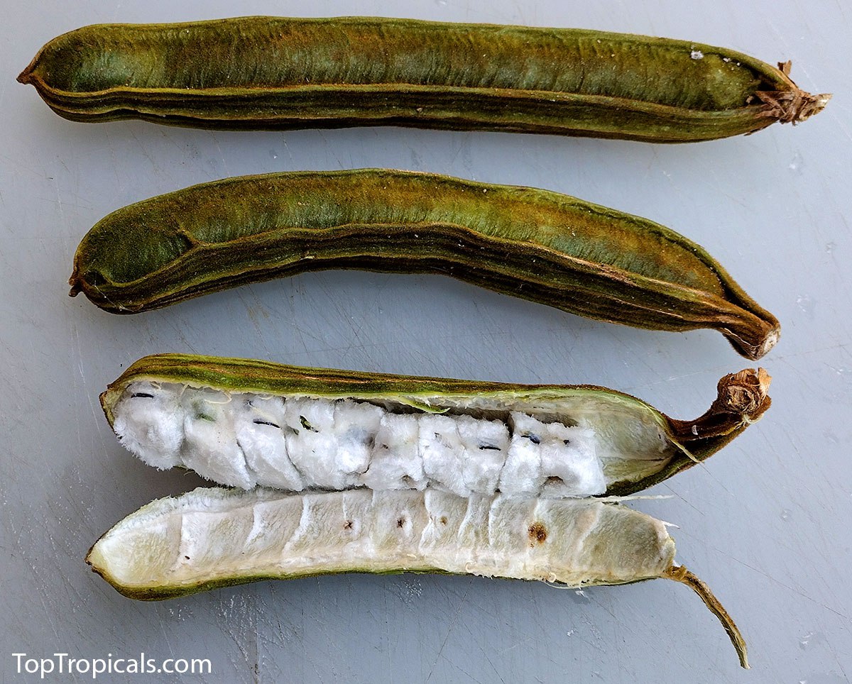 Ice Cream Bean Tree (Inga edulis) 