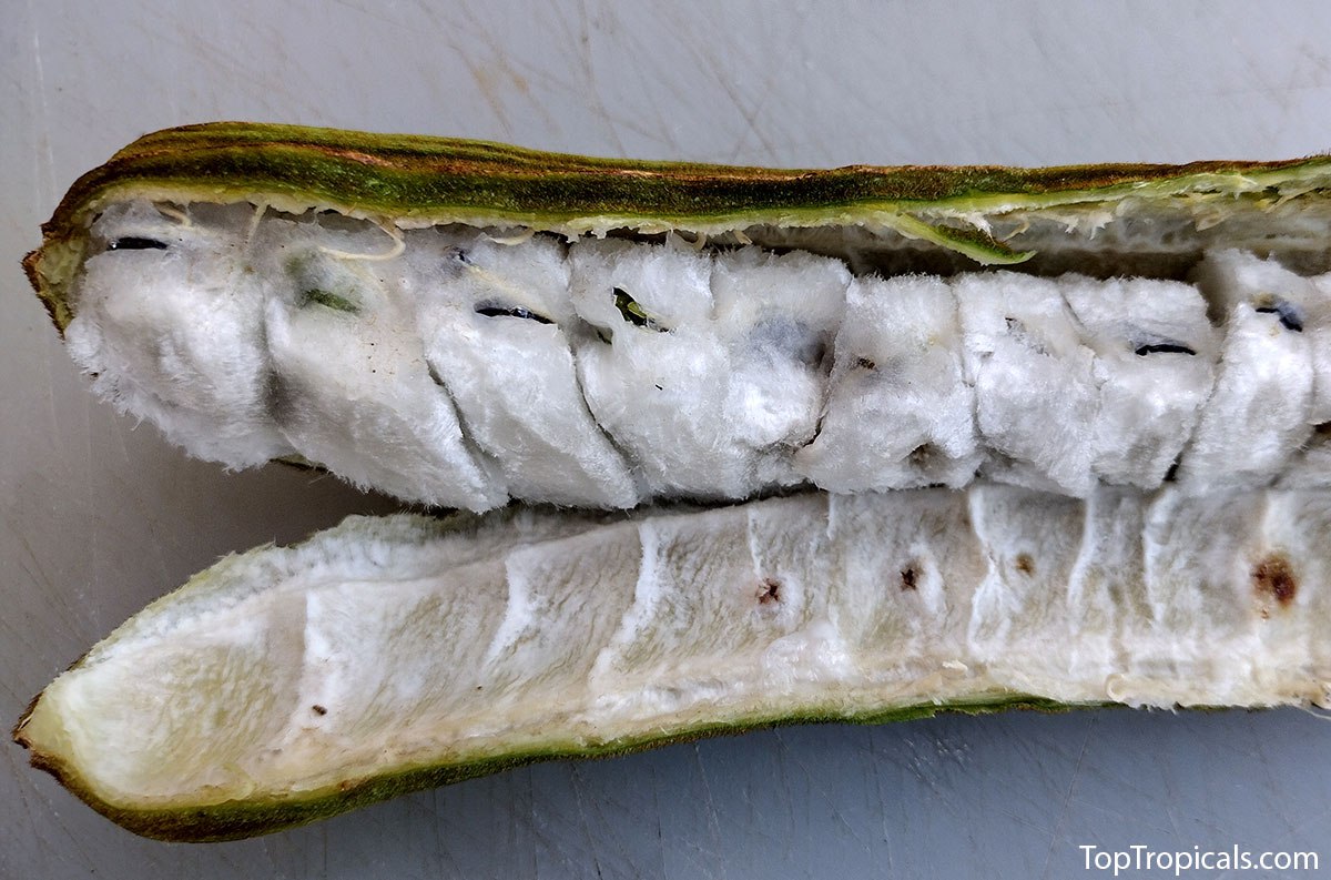 Ice Cream Bean Tree (Inga edulis) 