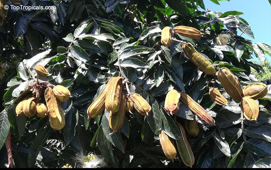 Ice Cream Bean Tree (Inga edulis) 