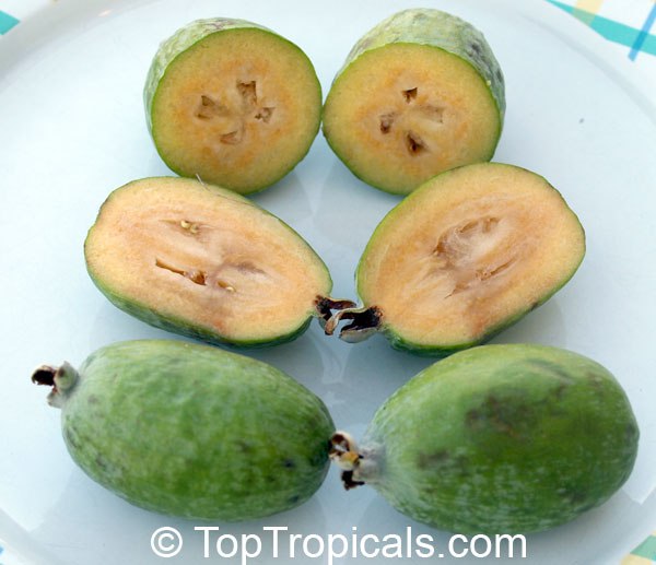 Pineapple Guava, Guavasteen, Feijoa sellowiana 