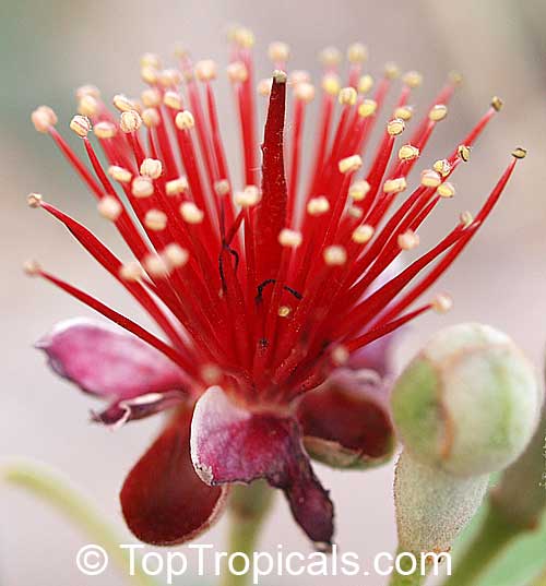 Pineapple Guava, Guavasteen, Feijoa sellowiana 