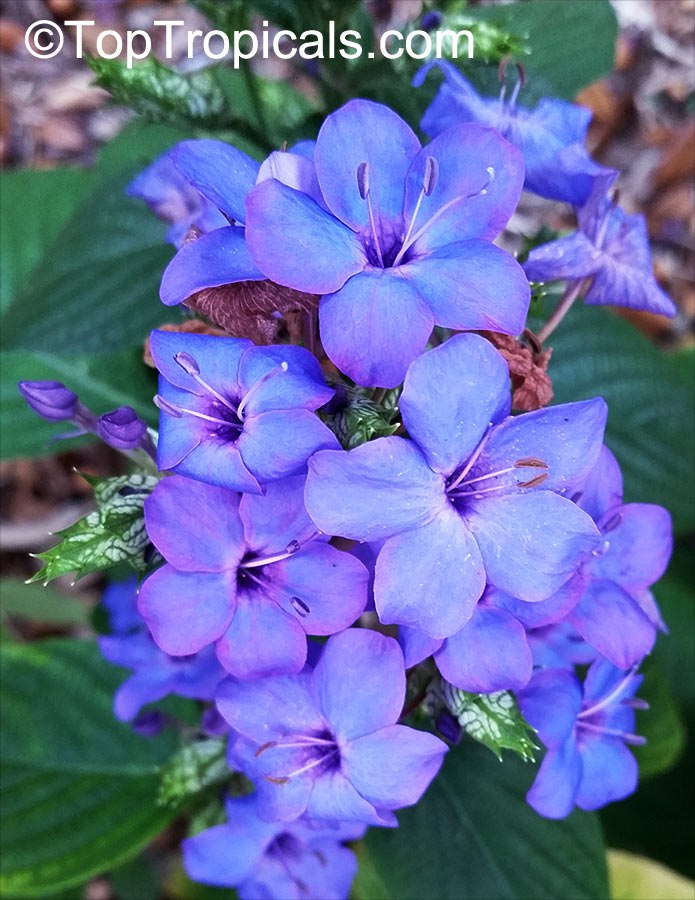 What is the bluest flower of the Tropics?