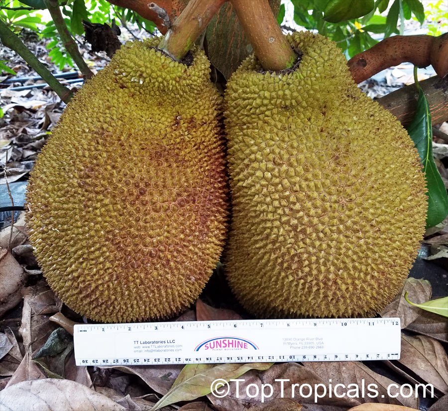  Do you know what is the largest tree-borne fruit in the world? 