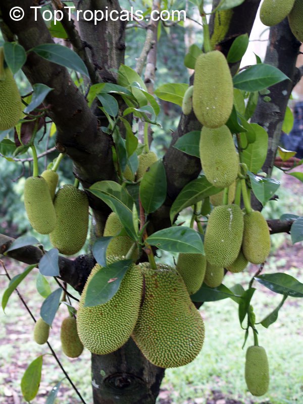  Do you know what is the largest tree-borne fruit in the world? 