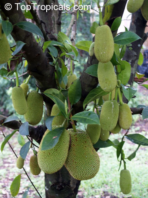 Jackfruit (Artocarpus heterophyllus)