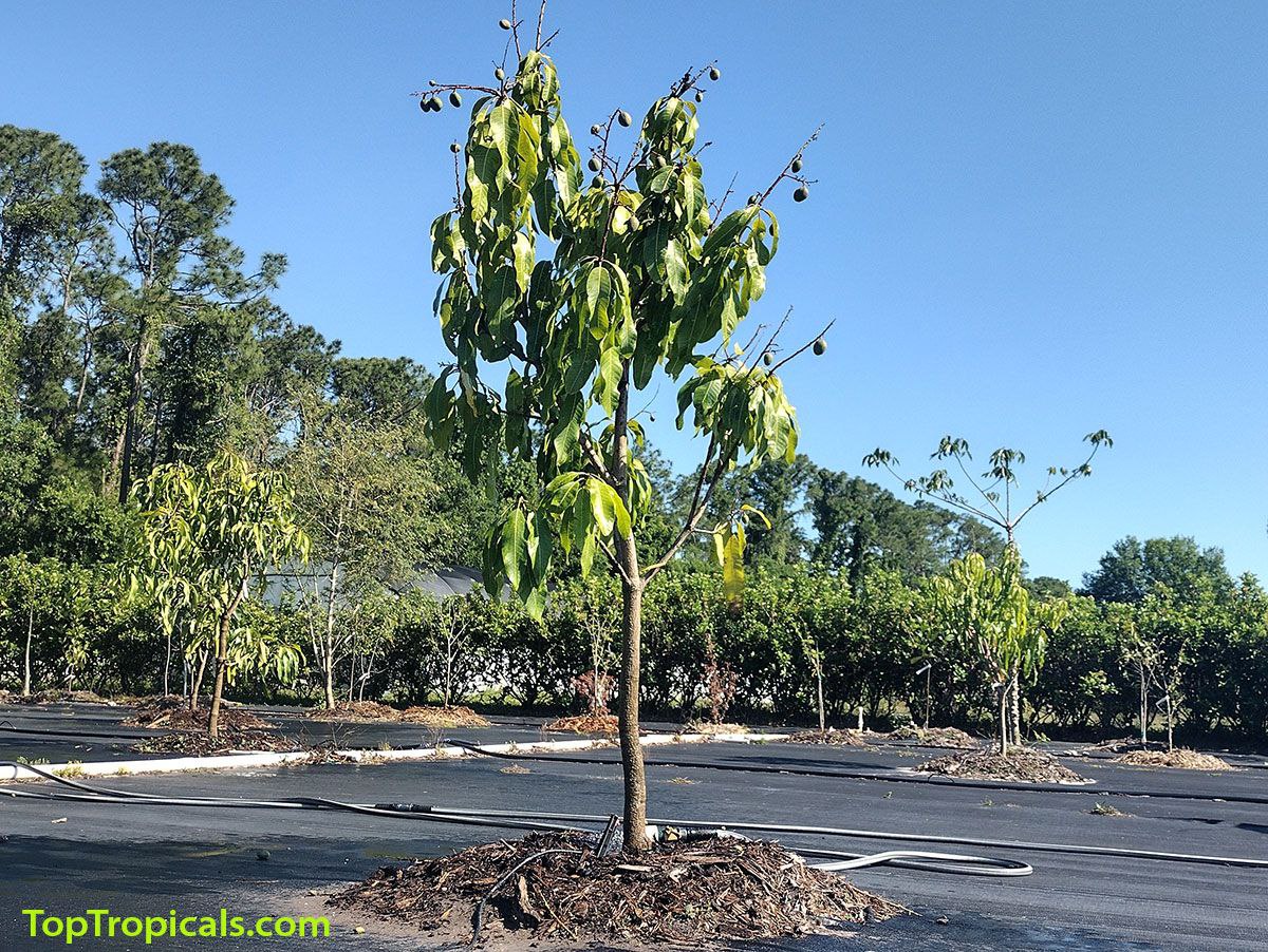 How to water a newly planted Mango tree?