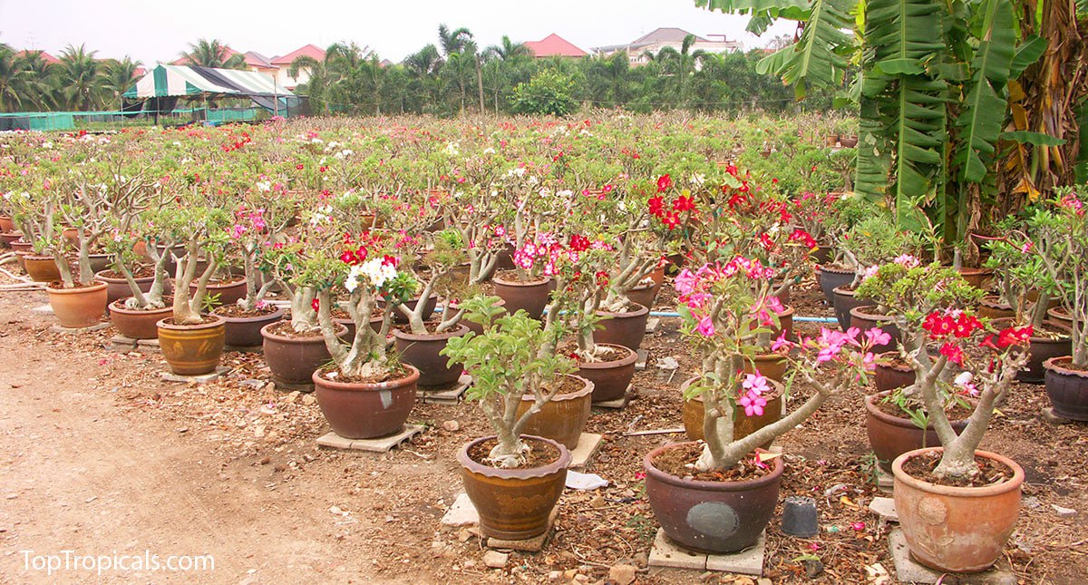 How to grow Desert Roses (Adeniums)