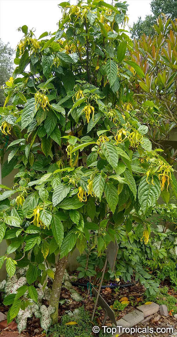 Cananga fruticosa - Dwarf Ylang-Ylang, Chanel No5 Tree