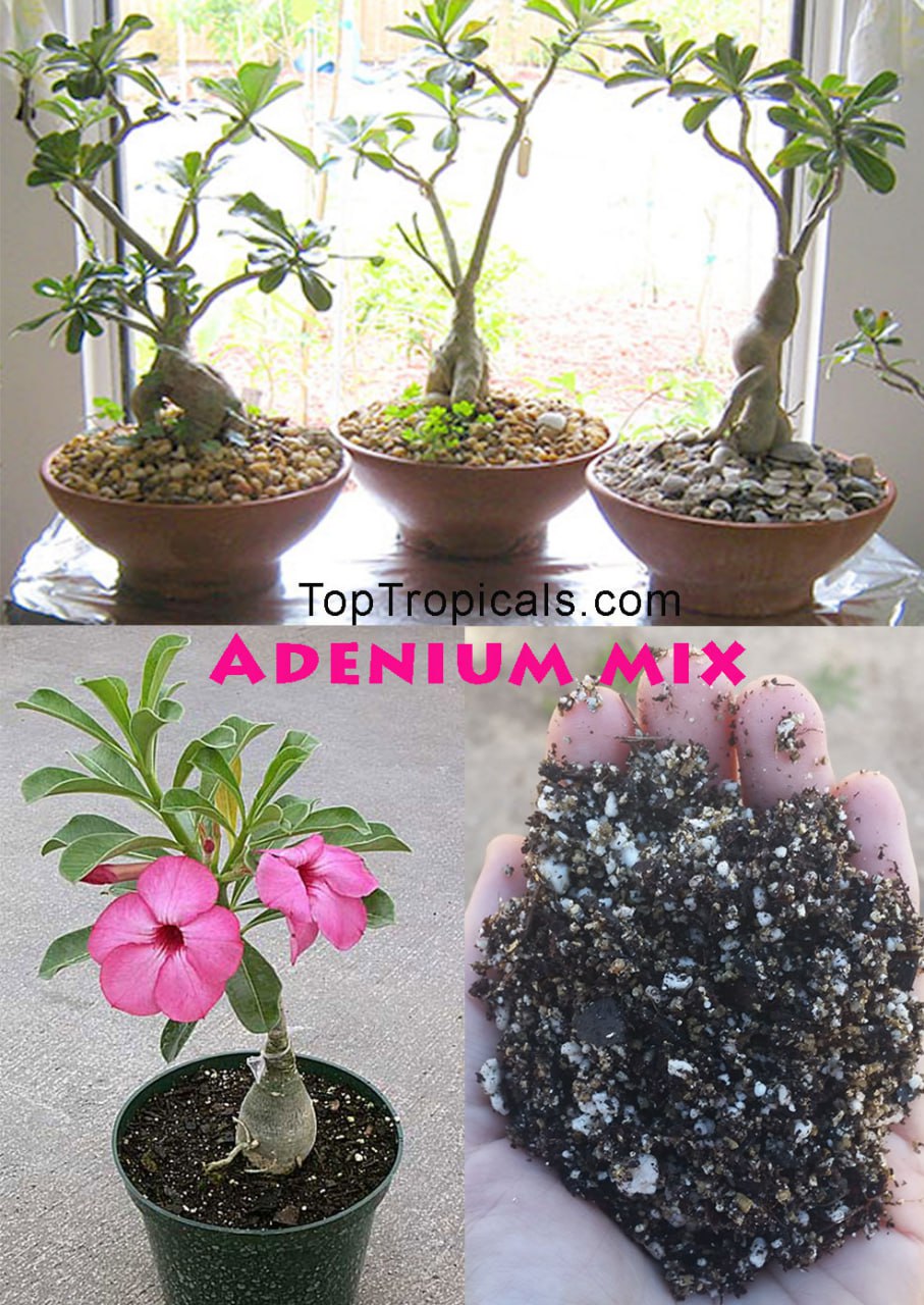 Desert Roses (Adeniums) indoors and soil mix