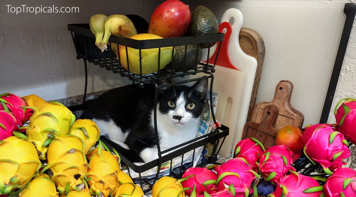 Dragon fruit and a cat