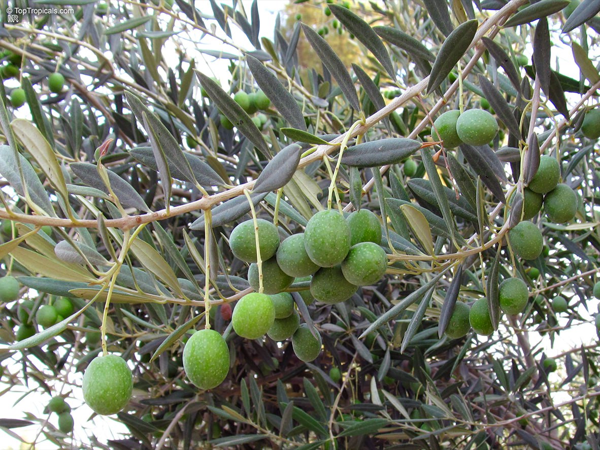 How to grow your own Olive Oil