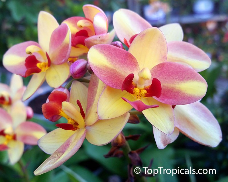 Spathoglottis Tropical Punch - Sorbet Ground Orchid