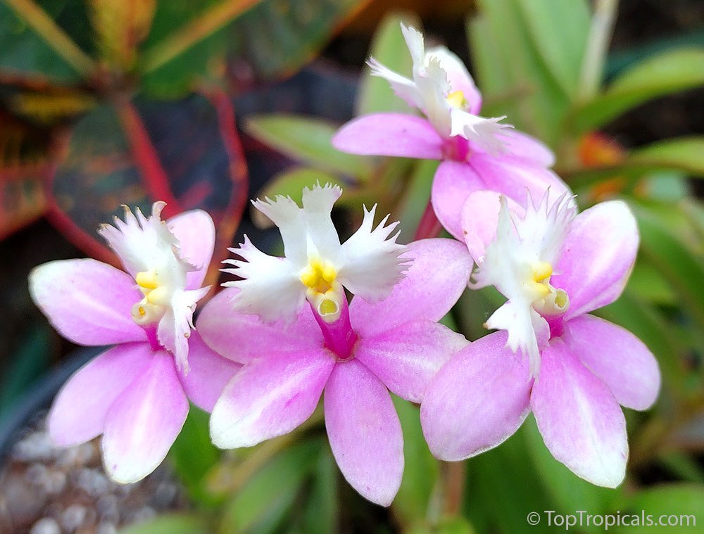 Epidendrum elongatum x radicans - Lavender Reed Ground Orchid