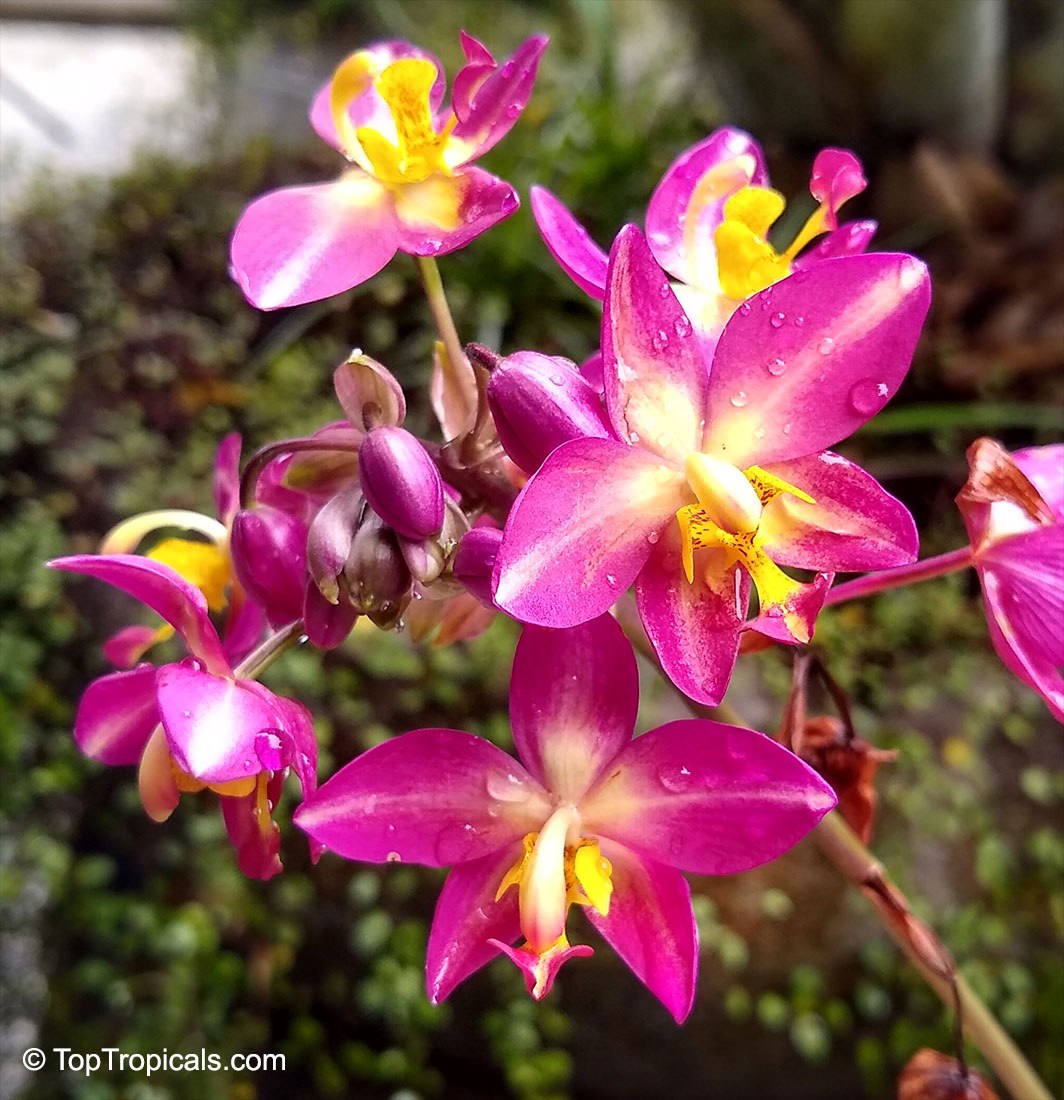  What orchids can be grown in the ground?