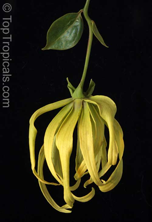 Cananga fruticosa - Dwarf Ylang-Ylang, Chanel No5 Tree