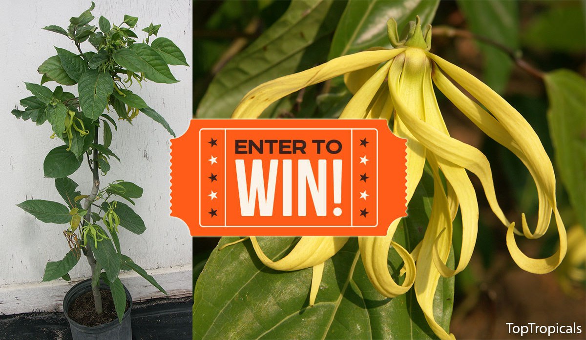  Enter to Win Dwarf Ylang Ylang, Chanel No5 Tree!