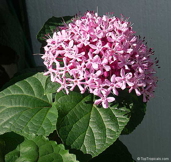 Clerodendrum bungei - Glory Bower, Cashmere bouquet