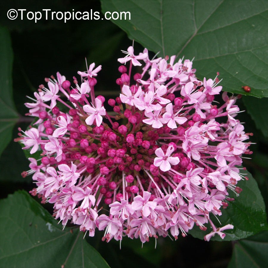 Clerodendrum bungei - Glory Bower, Cashmere bouquet