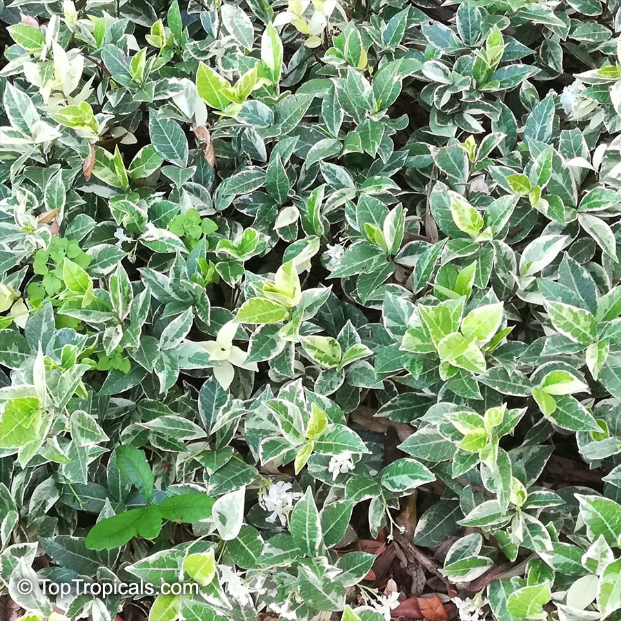 Confederate Jasmine (Trachelospermum jasminoides) 