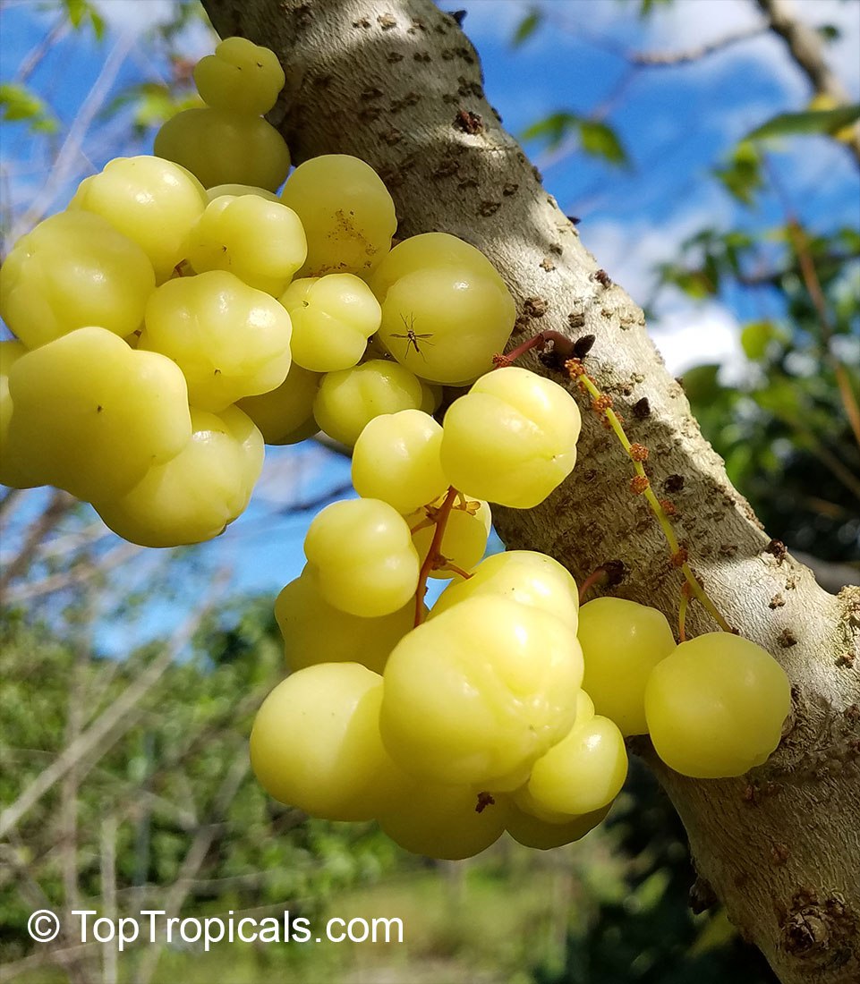 Amlak, Otaheite Gooseberry fruit