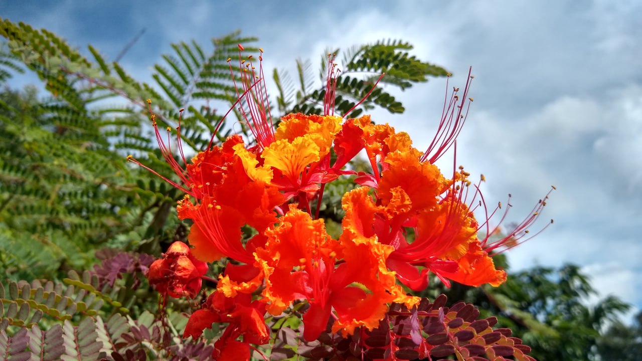 Caesalpinia pulcherrima - Red Dwarf Poinciana