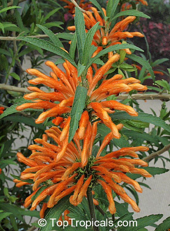  What is Lions Ears: the plant that keeps growing through the flower!