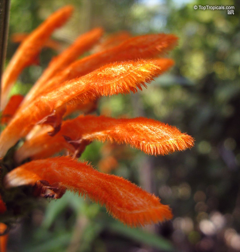  What is Lions Ears: the plant that keeps growing through the flower!