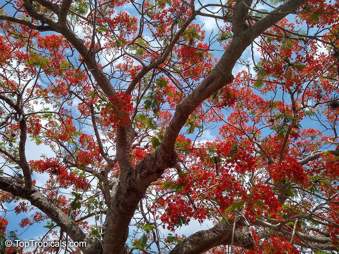 Royal poinciana, Flamboyant tree, Delonix regia 