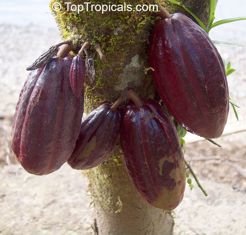  Fun Facts: Cacao beans