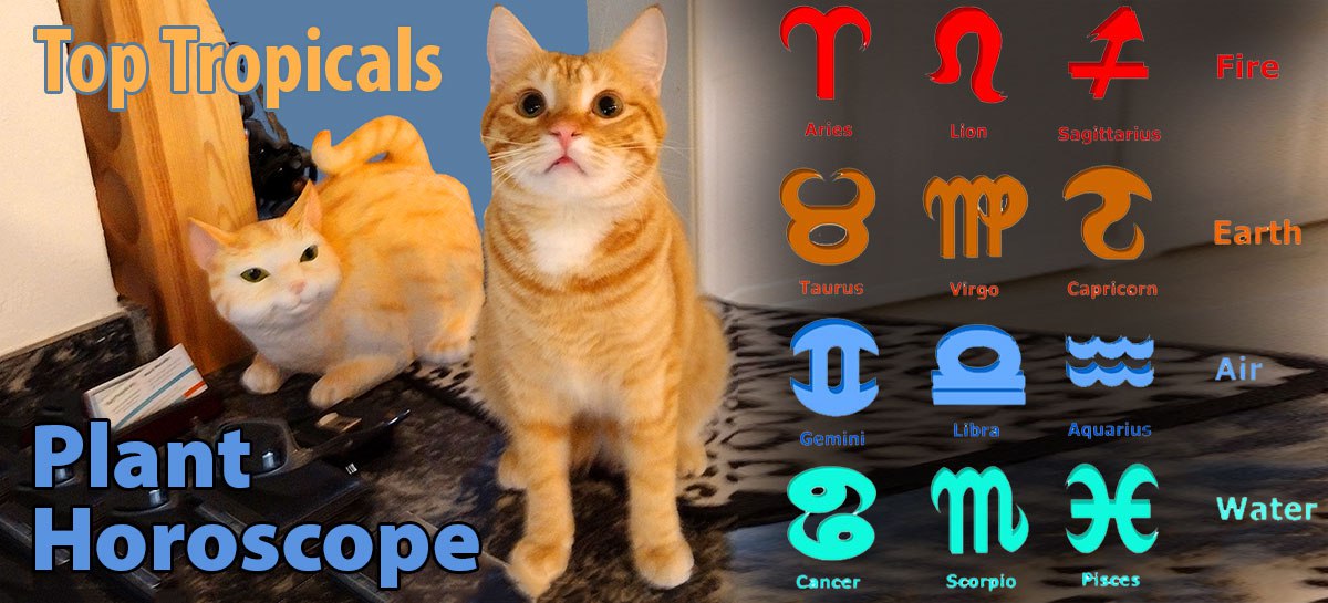   What is your cats Zodiac sign? 